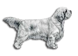 Clumber Spaniel