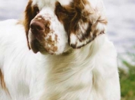 Clumber Spaniel Our Dogs