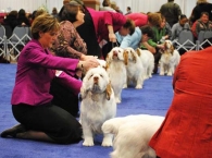 Clumber Spaniel Our Dogs