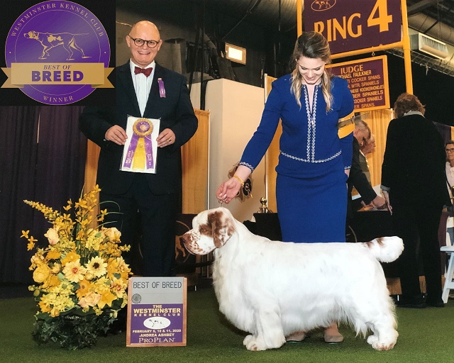 2021 AKC Westminister Best-Of-Breed