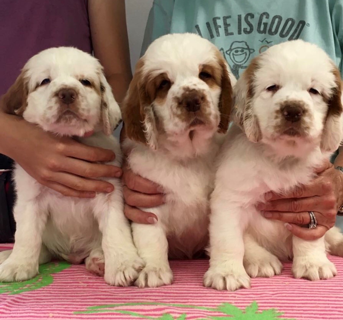 Our Puppies Paradise Clumber Spaniels