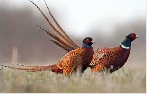 pheasants